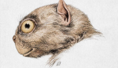Tetonius homunculus (colorized) by R. Bruce Horsfall from W.B. Scott’s History of Land Mammals in the Western Hemisphere.