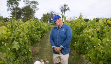 Inside the Irish vineyard facing questions over how much of its wine is from Irish grapes – The Irish Times