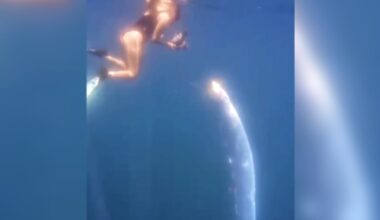 Tour Guide Captures Rare Footage Of ‘Doomsday Fish’ Swimming At The Surface