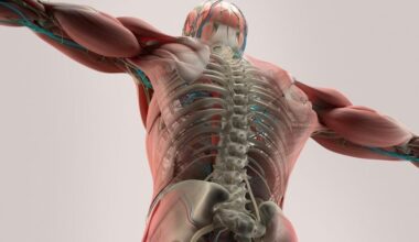 Human Anatomy Back Spine Muscle Bone