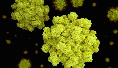 Novel norovirus vaccine approach may be adaptable for other RNA viruses