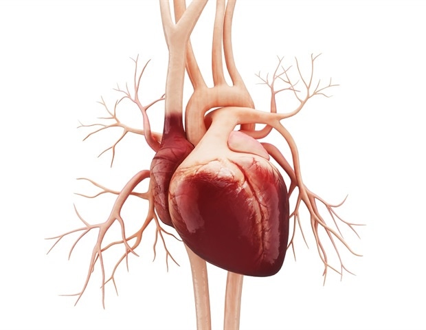 Capillaries drive new collateral artery formation after heart blockage