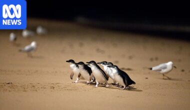Race begins to vaccinate Phillip Island's famous little penguin colony