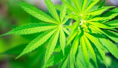 NYU study shows diverse cannabis use patterns signal heavier use