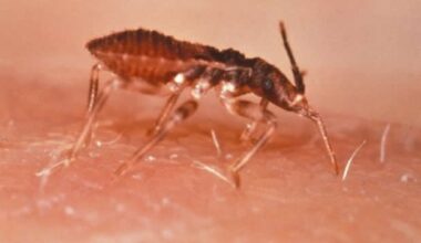 Scientists uncover tRNA changes driving Chagas parasite transformation