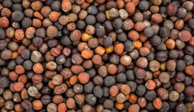 Broccoli seed supplement may protect against exercise-induced muscle damage