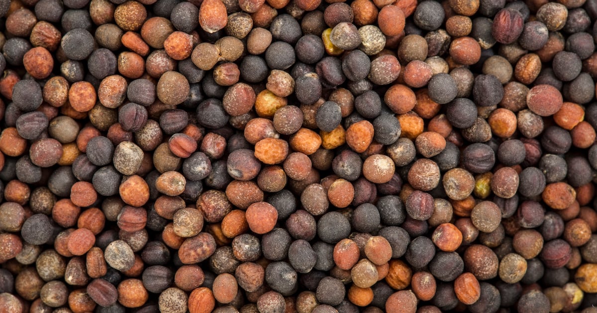 Broccoli seed supplement may protect against exercise-induced muscle damage