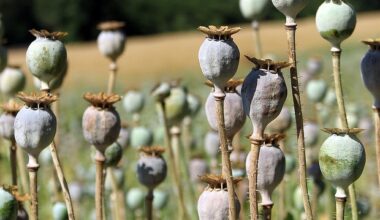 Targeting small group of brain cells may reduce opioid addiction risk