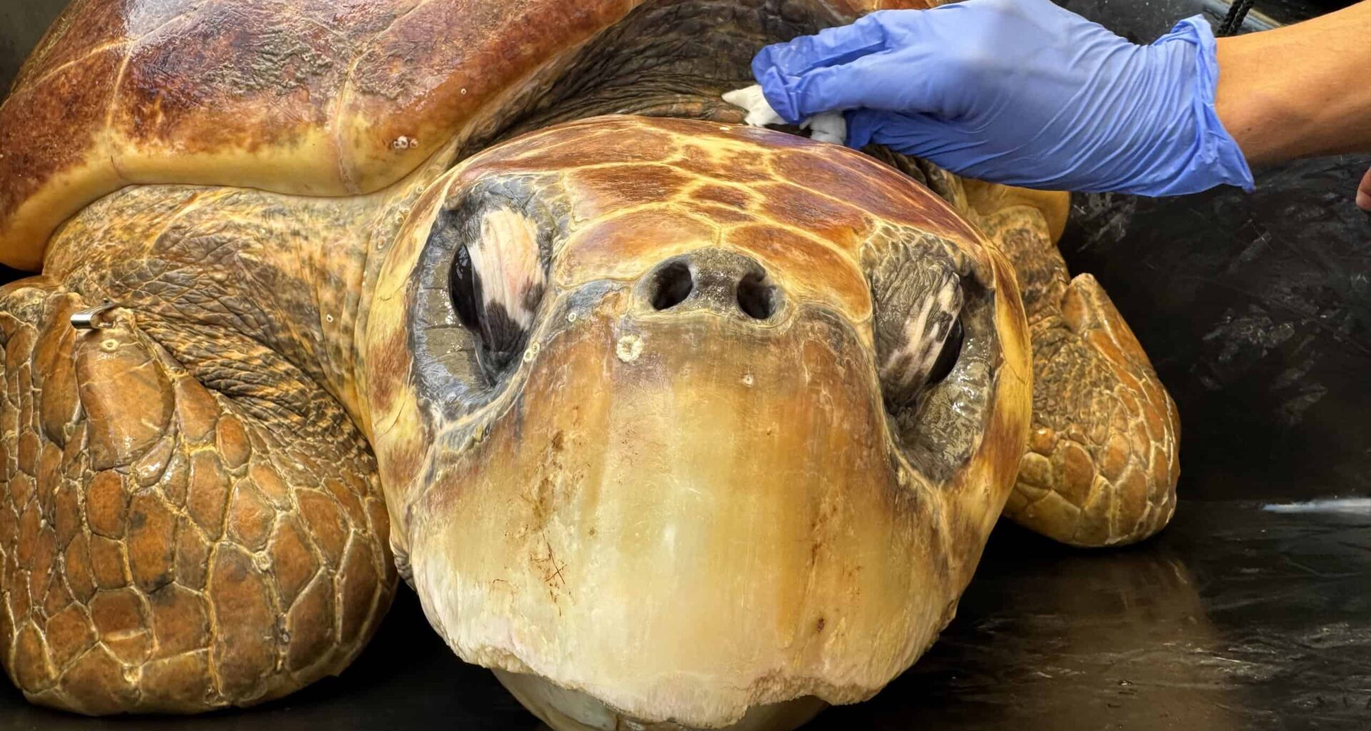 Timmy the Turtle Was Swimming in Circles Before  the Coast Guard and Doctors Came to Her Rescue