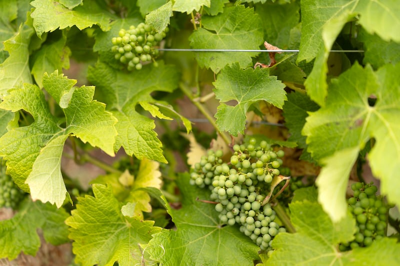 Grapes in the vineyards at Fairy Trees Winery in Co Louth. Photograph: Chris Maddaloni