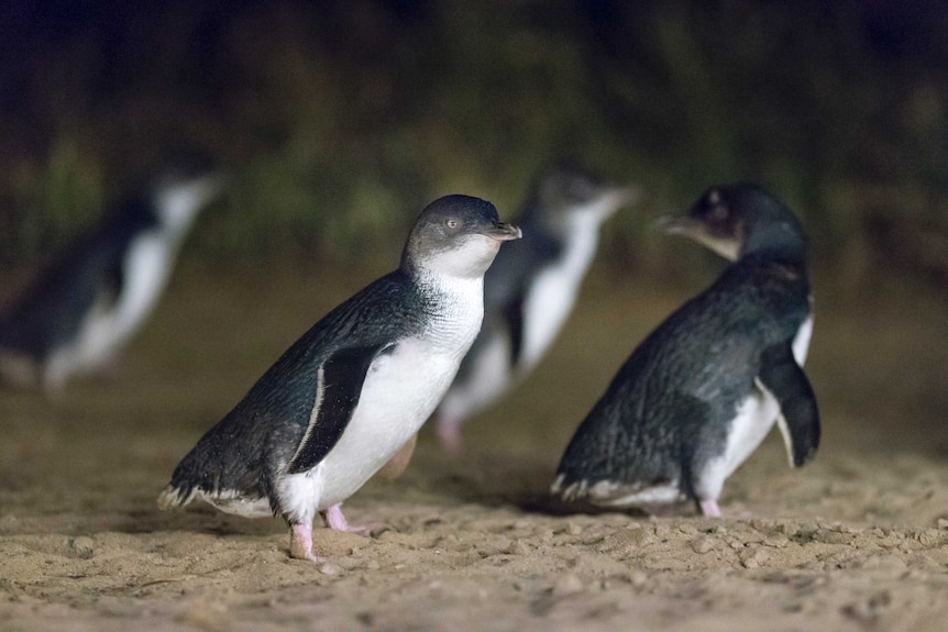 Four little penguins in close-up