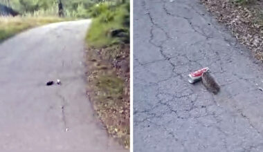 Campers Hear An Aluminum Can Rolling — Then Spot A Little Hedgehog