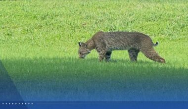 'Do not approach': Bobcat spotted in Johnson County, Kansas