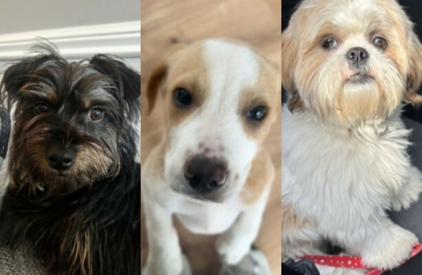 Poll: Which of these dogs should win the Great Irish Bark Off for August?