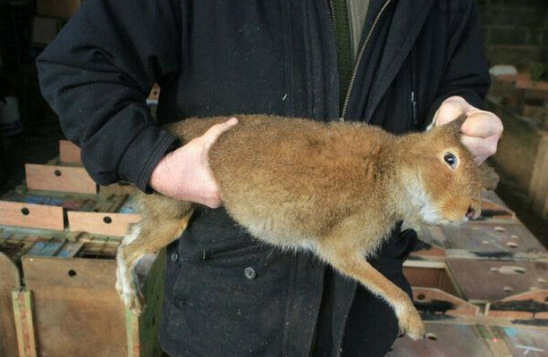 The FOI Files: Records revealed DAFM inspected just four hare coursing events in five years