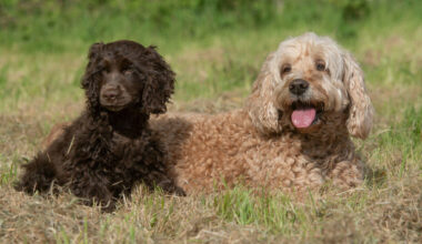 I knew I had become a proper Dubliner when my new neighbour reported my dogs