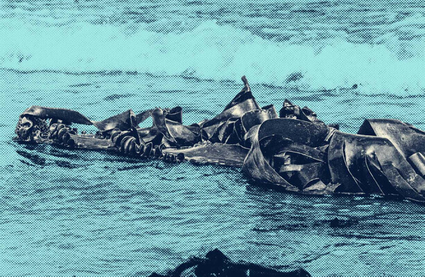 Maritime regulator investigating multiple claims of illegal seaweed harvesting in protected areas
