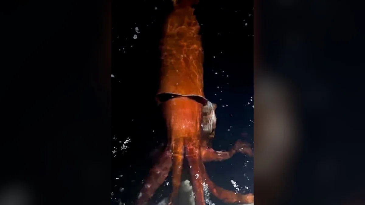 Why a Live Giant Squid at the Surface Is One of the Ocean’s Rarest Sights