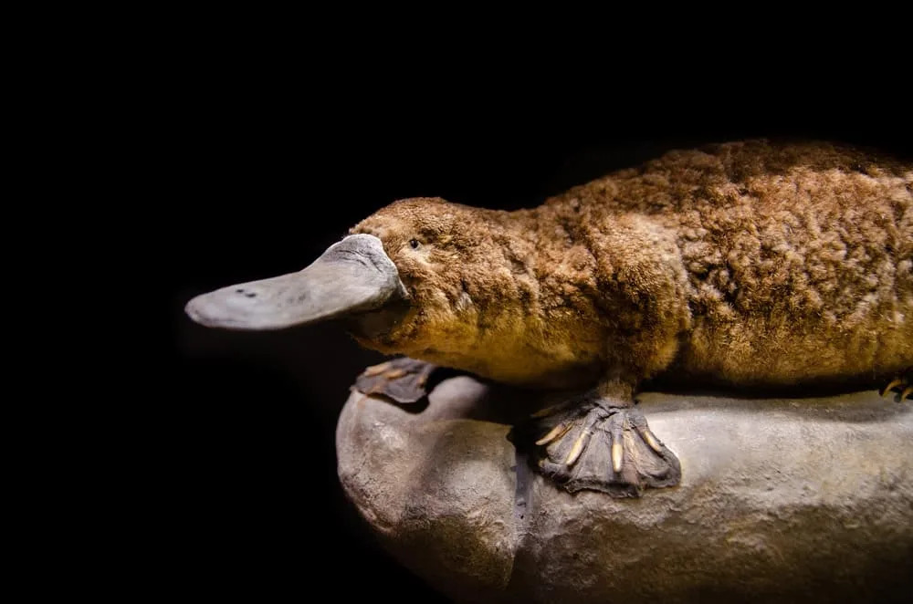 The Mammal That Hunts with Electricity Instead of Eyesight