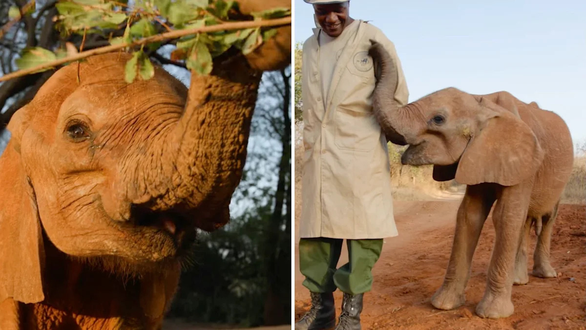 Orphaned elephant calf Bungalu survived weeks alone, storms, and a lion attack