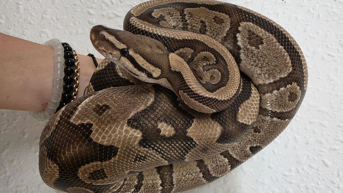Royal python rescued from country roadside