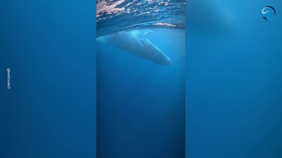 Humpback Whales Put on Breathtaking Display off Australian Coast