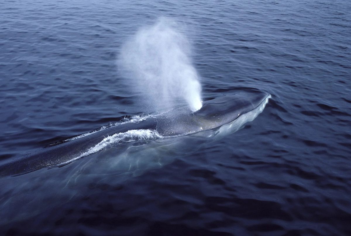 From blue whales to prehistoric giants, these are 10 of the largest marine animals to ever exist