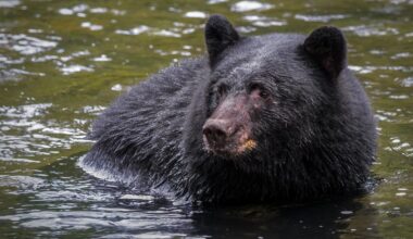 Black Bear Takes a Dip in Los Angeles Backyard Pool To Get a Break From the Summer Heat