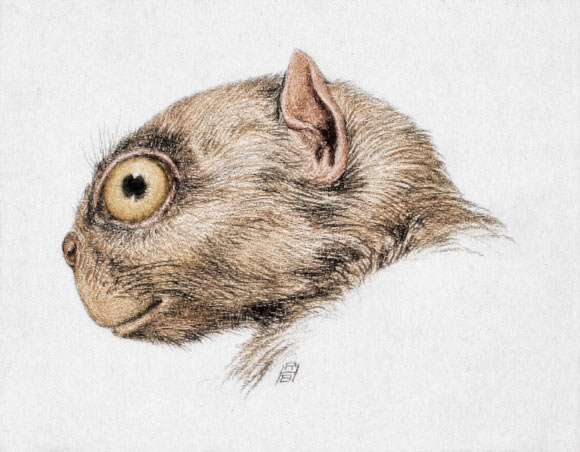 Tetonius homunculus (colorized) by R. Bruce Horsfall from W.B. Scott’s History of Land Mammals in the Western Hemisphere.