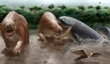 Giant Crocodiles Once Preyed on Massive Mammals in South America