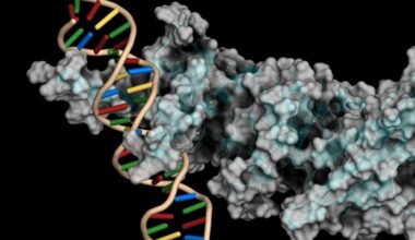 LMU researchers reveal how different organs customize their internal clocks