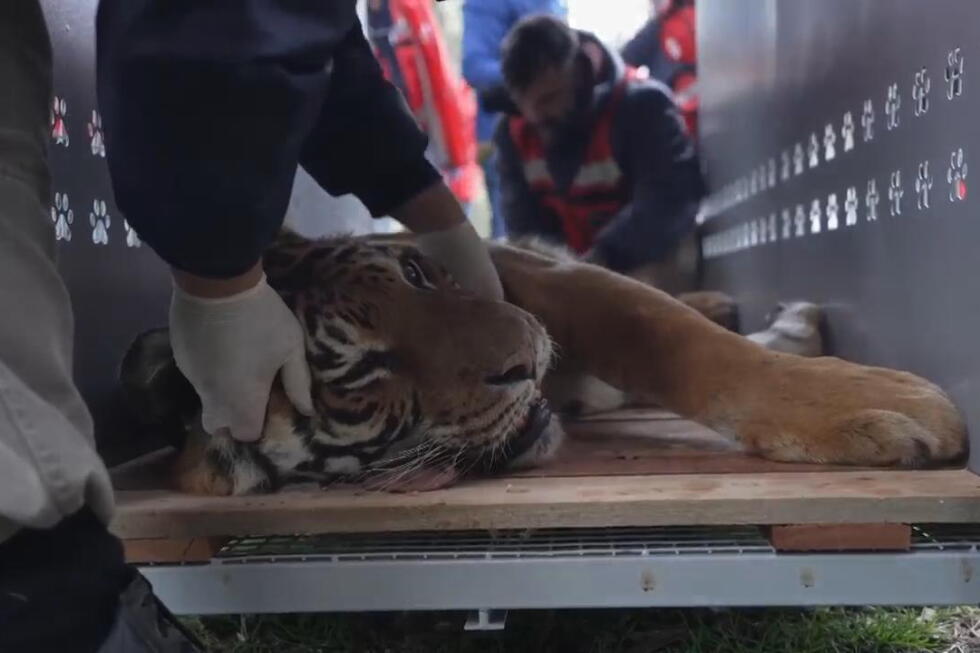 30 big cats are prepared to be transported from Argentina to South Africa and the United States