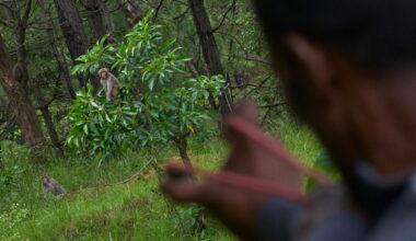 Photos show farmers in Nepal protecting crops from monkeys