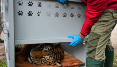 Rescued lions and tigers leave Argentine zoo for sanctuaries abroad