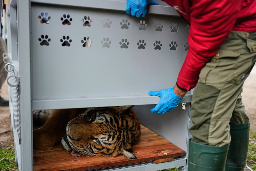Rescued lions and tigers leave Argentine zoo for sanctuaries abroad