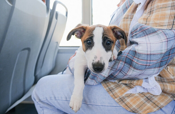 Are you happy to share public transport with cats, dogs and other pets?