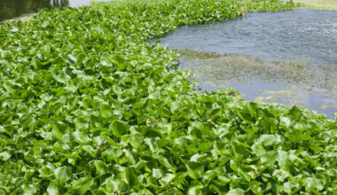 What looks lush on Iraq's Tigris is an invasive weed that is choking fish and breeding mosquitoes