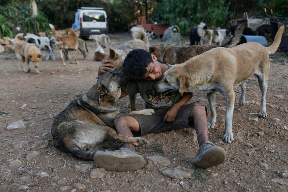 Photos of pets rescued from the war in southern Lebanon