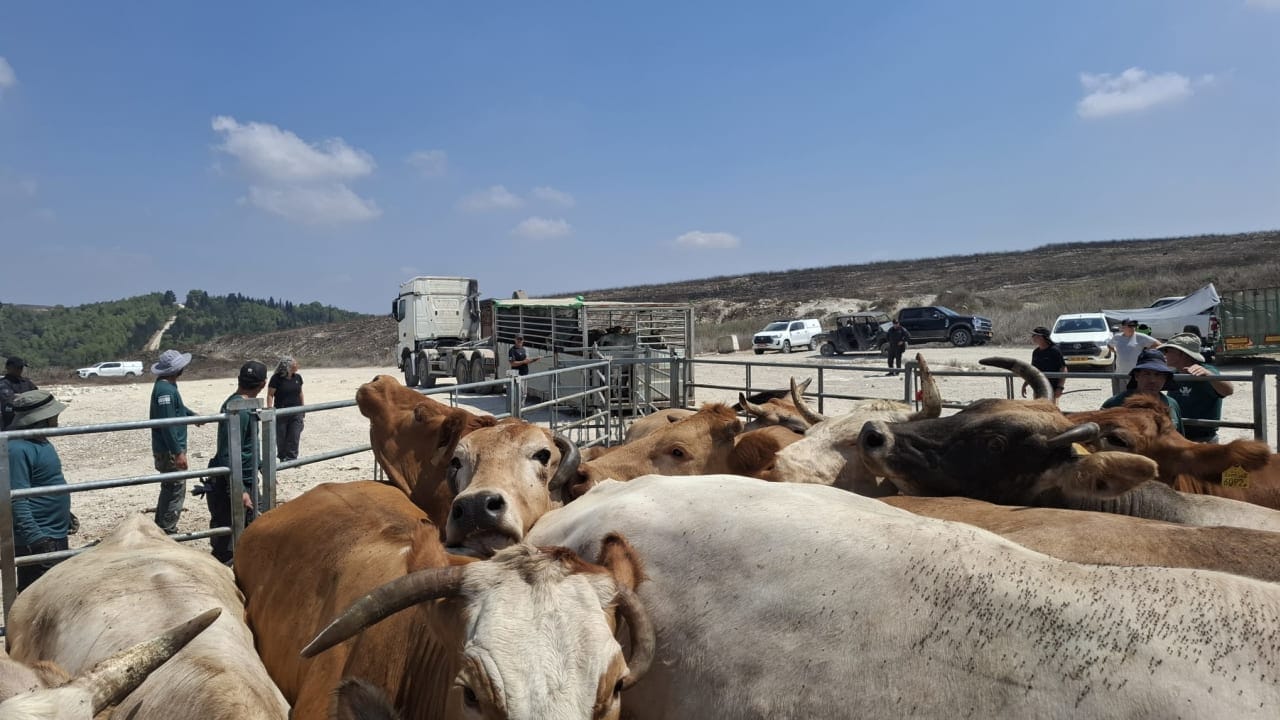 Israeli security forces are seen corralling two herds of cows away from an IDF Golani Brigade firing range on August 17, 2026.
