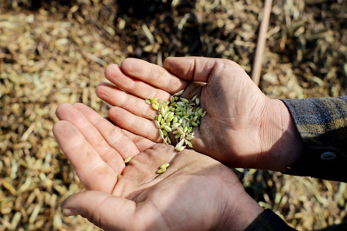 Syria says it can stop buying wheat abroad, but analysts say the reality is more complicated