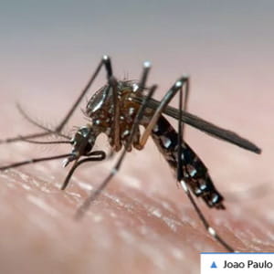 Dengue, Zika e febbre gialla in aumento: dall'Oms le nuove linee guida
