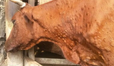 LA NOTIZIA. Gallura, sono iniziate le vaccinazioni dei bovini