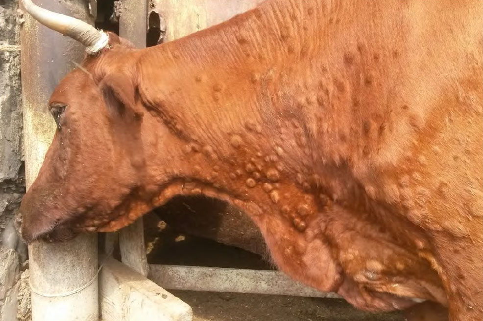 LA NOTIZIA. Gallura, sono iniziate le vaccinazioni dei bovini