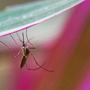 Dengue, dalla ‘taglia’ sulle zanzare nelle Filippine al modello marchigiano per contenere focolaio