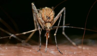 Virus West Nile, 12 nuovi casi nel Lazio. Tutti i comuni coinvolti