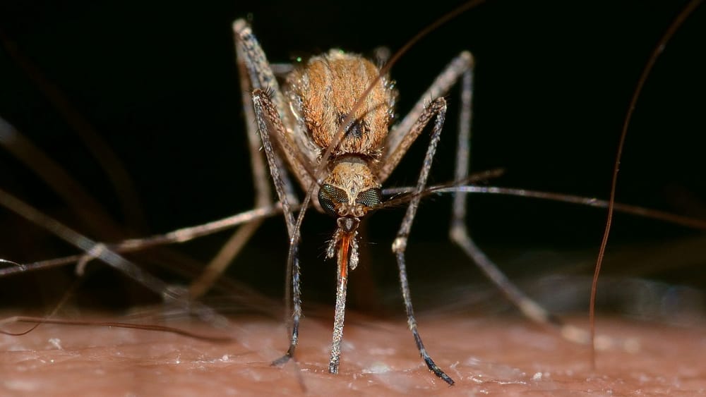 Virus West Nile, 12 nuovi casi nel Lazio. Tutti i comuni coinvolti