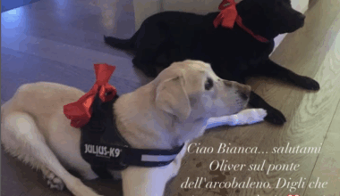 Addio a Bianca, il cane di Antonella Clerici: la commovente dedica della conduttrice