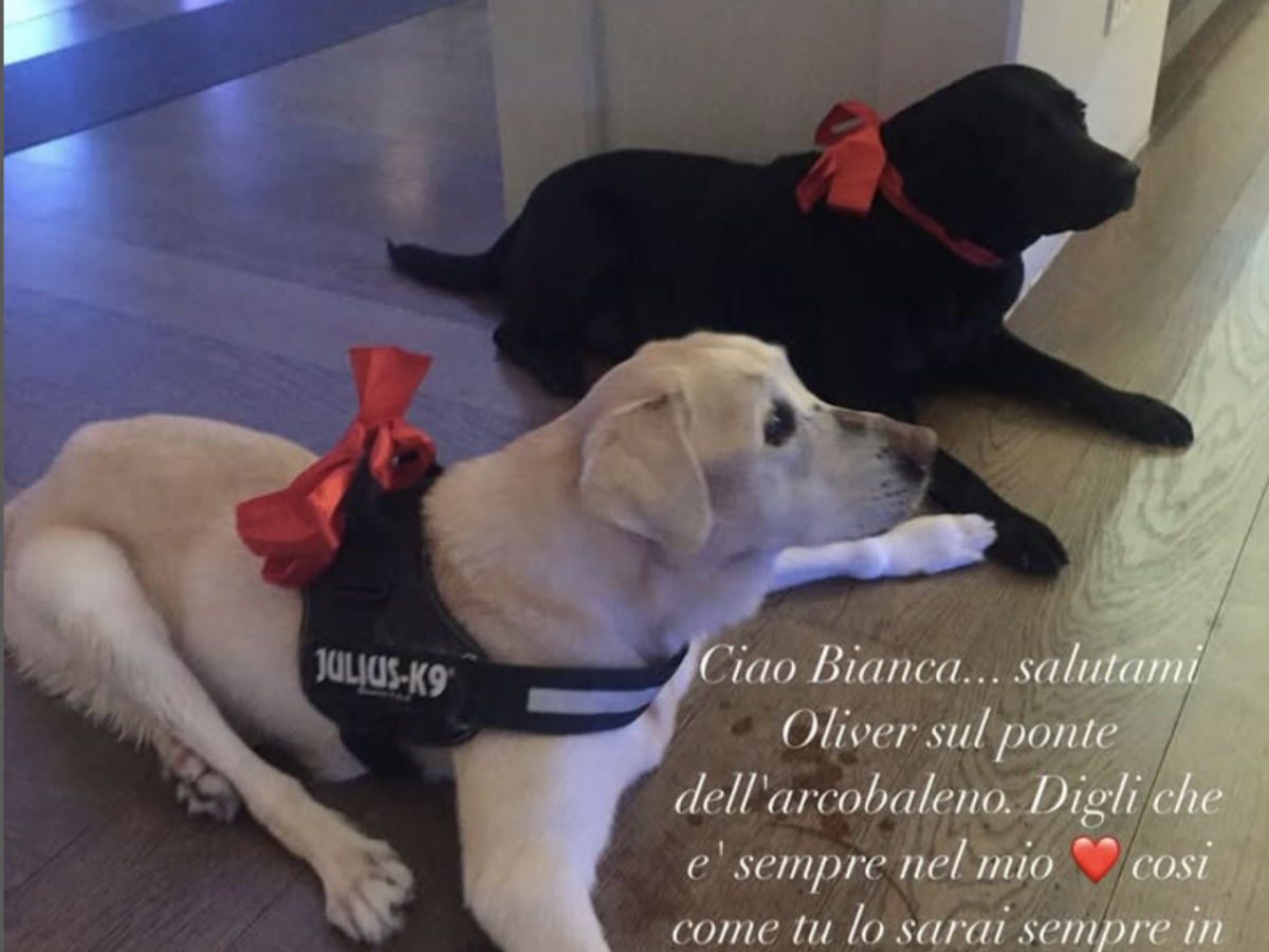 Addio a Bianca, il cane di Antonella Clerici: la commovente dedica della conduttrice