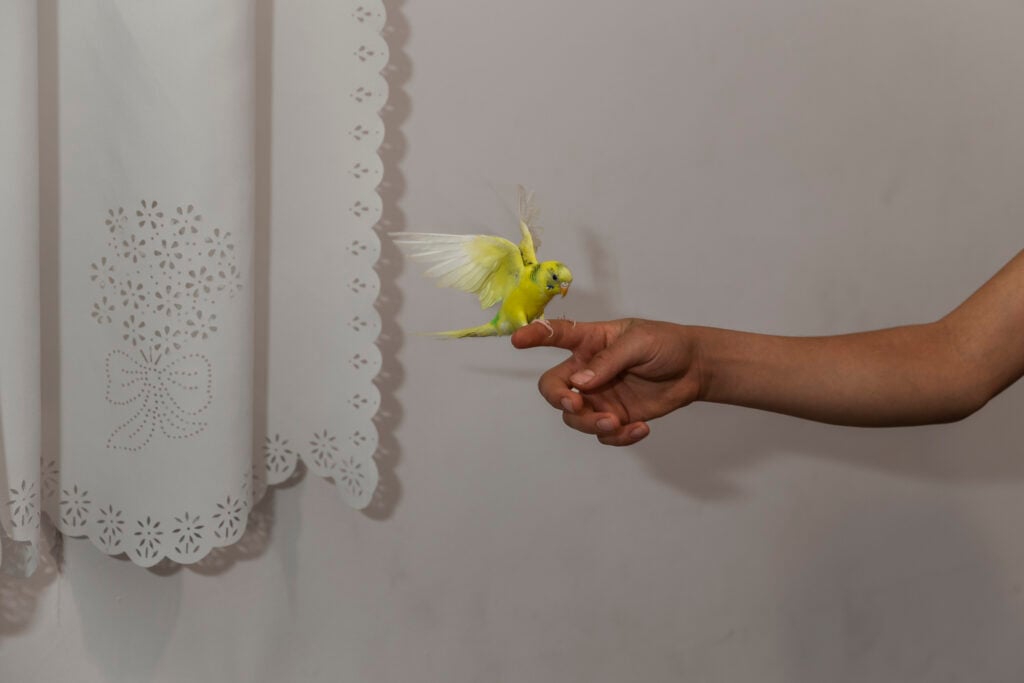 ©Parisa Azadi, Amir Hussain Roozbahani gioca con il suo uccellino nel giorno del suo compleanno a casa, nella periferia di Teheran, Iran, 5 maggio 2020
