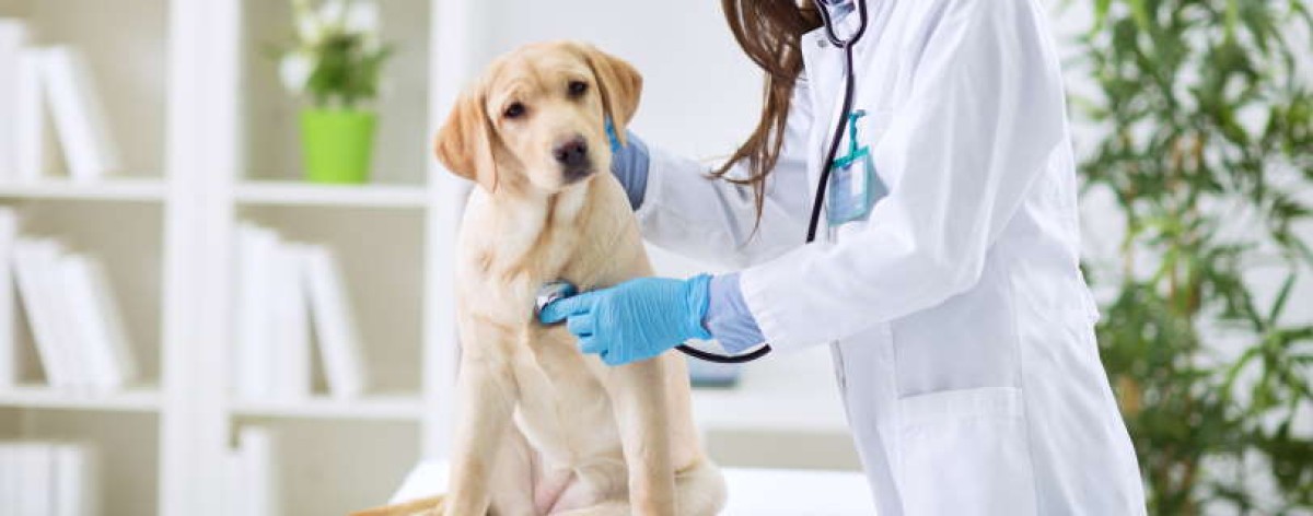 cane veterinario